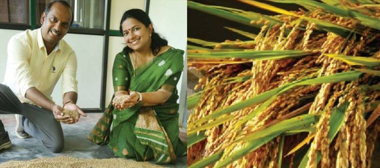 You Can Cook Without Boiling Water - 'Magic Rice' Now Grows in Palakkad