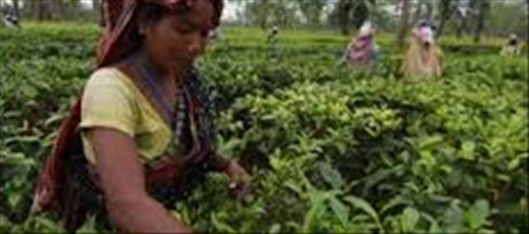 India became the second largest tea exporter in the world!