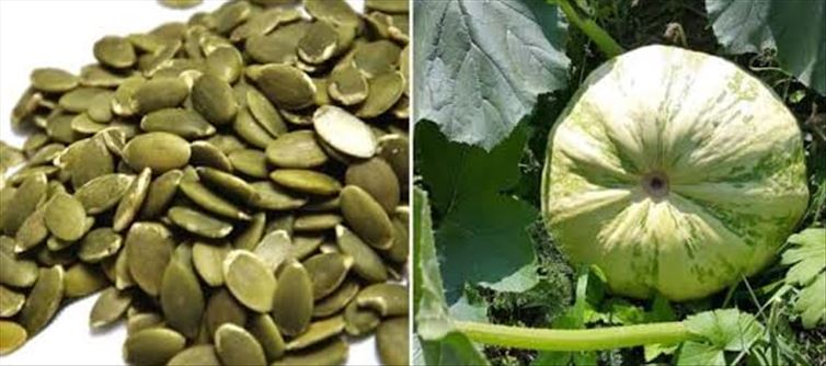 ఆ కాయతో చేసిన వంటలన్నీ కూడా ఆరోగ్యాన్ని మెరుగుపరుస్తాయి..