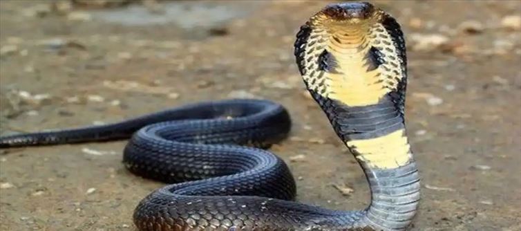 ఇదేం పైత్యంరా సామి.. కాటు వేసిన పామును ఏం చేసాడంటే?