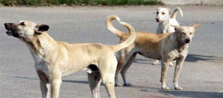 దారుణం: కుక్కపై లైంగిక దాడి... వ్యక్తి అరెస్ట్?