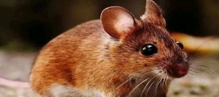 అయ్య బాబోయ్.. గంజాయిని ఎలుకలు తినేసాయట?