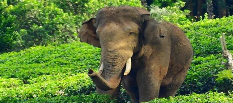 അരിക്കൊമ്പൻ്റെ പേരിൽ തട്ടിപ്പു: പിരിച്ചെടുത്തത് ലക്ഷങ്ങൾ, സന്ദേശങ്ങൾ ഡിലീറ്റാക്കി ഗ്രൂപ്പ് അഡ്മിൻ മുങ്ങി!