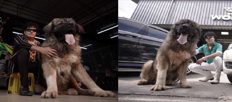 Bengaluru Man buys World's most costliest Dog 20Cr!!!