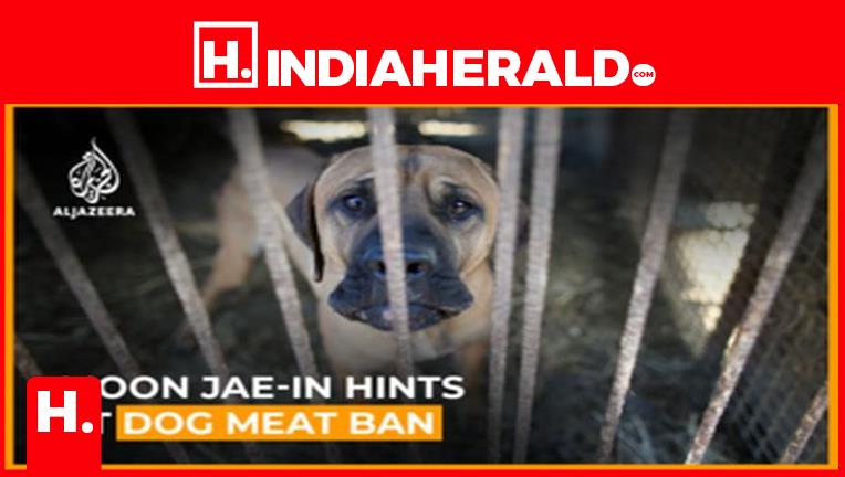 South Korean Government plans to ban the habit of eating dog meat!!!