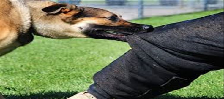 Who is responsible if a stray dog bites someone?