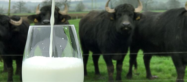 అమూల్ కు పాలు పోయడం ప్రజలకు ఇష్టం లేదు: ప్రభుత్వ ఉద్యోగి సంచలనం