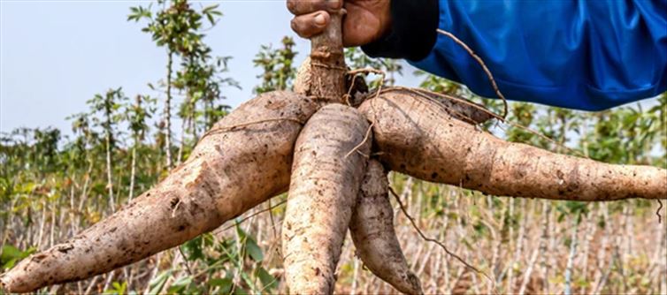 10 Top-Notch Health Blessings Of Cassava
