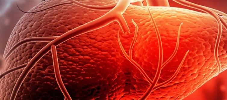 Can Alcohol motive most cancers?