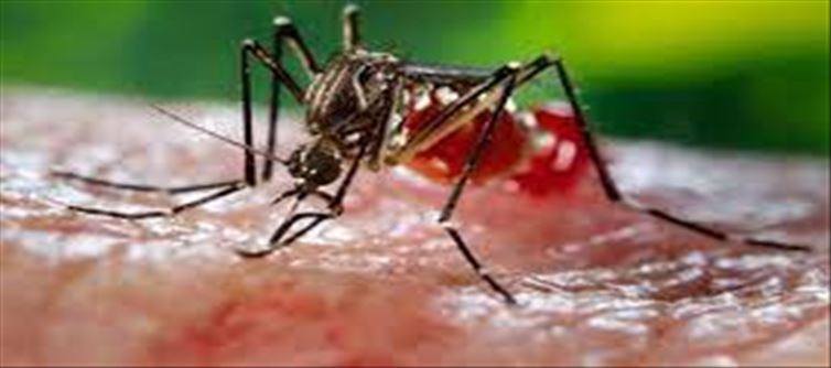 Dengue Fever: ways to increase platelets in the blood...