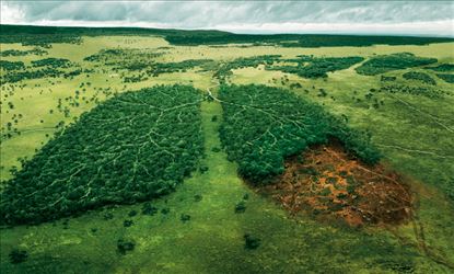 How to protect Lungs from Air Pollution? 