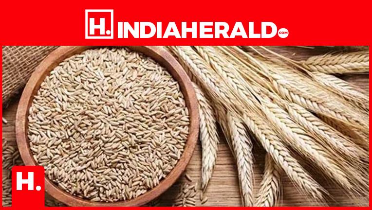 Is Rye Healthy Eight remarkable health advantages of rye