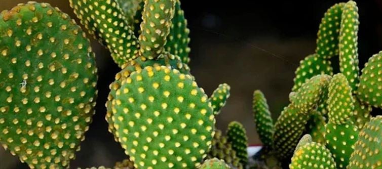 Established Fitness Benefits Of Opuntia