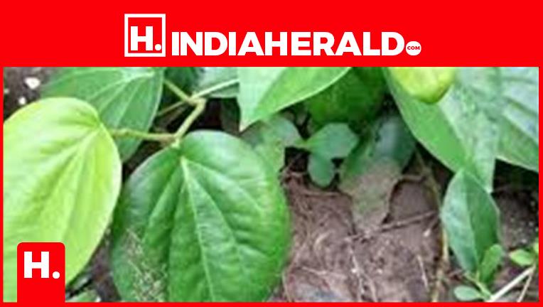 Exploring the Health Benefits of Betel Leaves