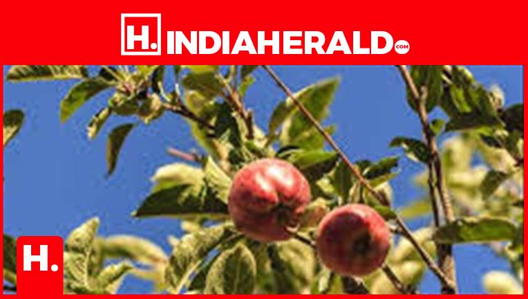 Farmer Broken The Myth Of Apples Growing In Cold Climate Photo Inspiration