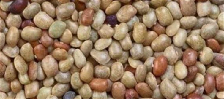 ఉలవలు ఎంత మేలో తెలిస్తే అస్సలు వదిలిపెట్టరు?