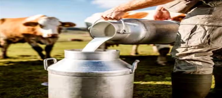 How nutritious is the milk of Punganur cows compared to normal cow's milk?