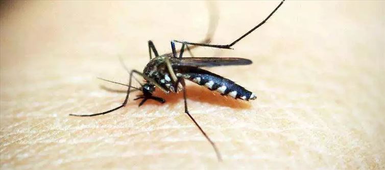 నాచురల్ పద్ధతిలో దోమల బెడదకు చెక్..!!