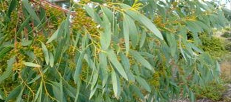 ఈ ఆకులతో బోలెడు లాభాలు?