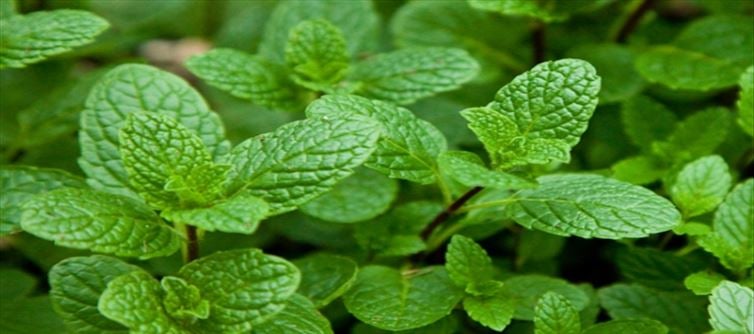 అతిగా పుదీనా వాడుతున్నారా.. అయితే.. డేంజర్ లో పడ్డట్టే ?