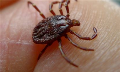 தீவிர நோய்  ஏற்படுத்தும் உண்ணி!