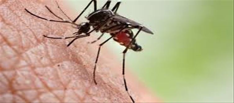 So many diseases can happen due to mosquito bites...