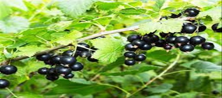 Surprising benefits of Blackcurrants.! Researchers explained..
