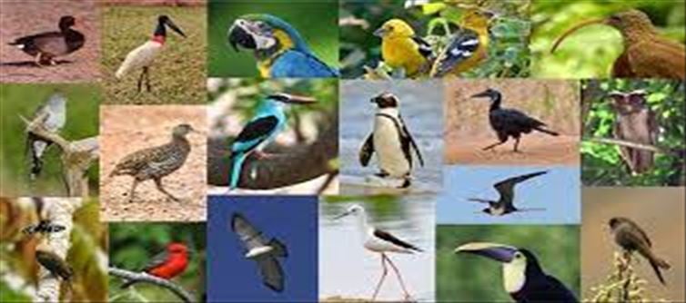 The earth's diversity is enhanced by birds...