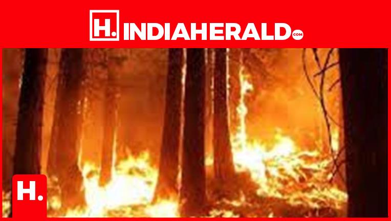 Why do forests catch fire? Forest fires in India has increa
