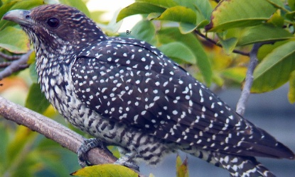 కోకిల గుణపాఠం   