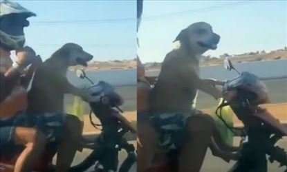 Dog riding motorcycle without wearing helmet !