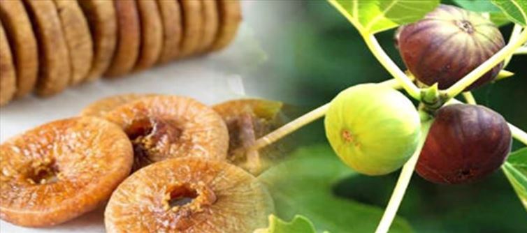 లైఫ్ స్టైల్: రోగాలను దూరం చేసే అంజీరా..తింటే ఎన్ని లాభాలో..!