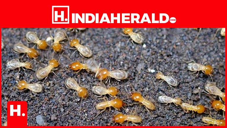Cheevidu Insect మీ ఇంట్లో చెద పురుగులు ఉన్నాయా.. ఈ పురుగులకు సులువుగా చెక్