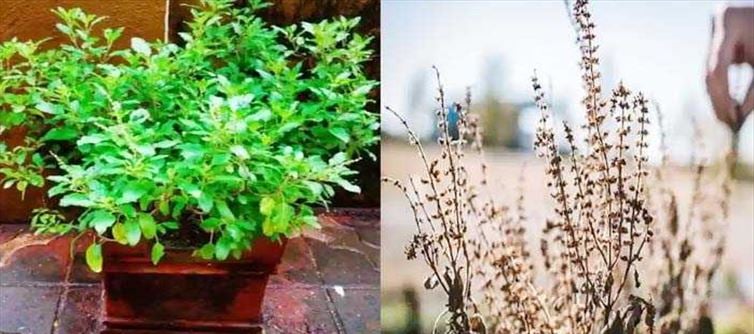 ఎండిన తులసి మొక్క కాండం - ఆకులతో ఎన్ని ఉపయోగాలో తెలుసా?