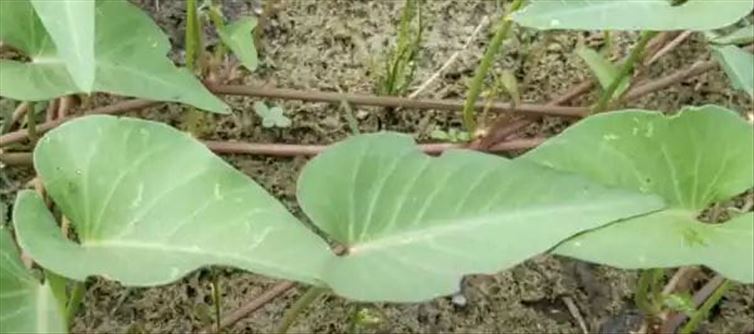 ఈ మొక్క ఆరోగ్యానికి ఎంత మంచిదో తెలుసా?