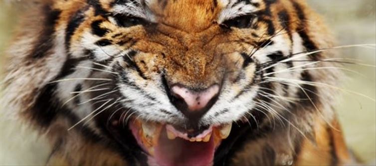 Hurt Tiger with Blood Stains inside the town...?!