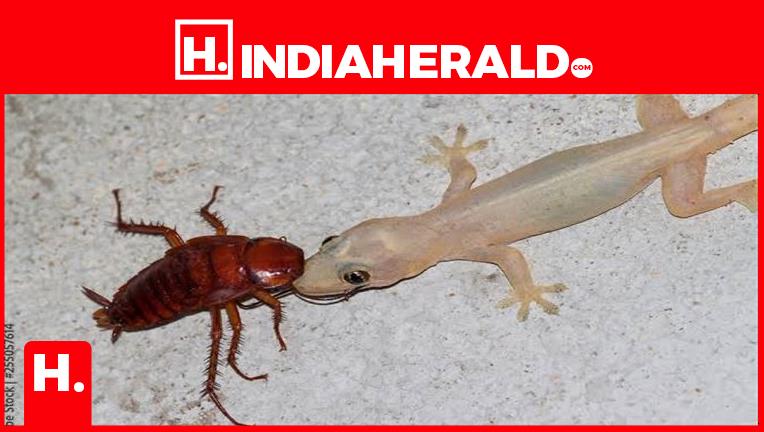 Kedchal Insect ఇంట్లోకి పురుగులు, బల్లులు, బొద్దింకలు రాకుండా ఇలా చెయ్యండి?