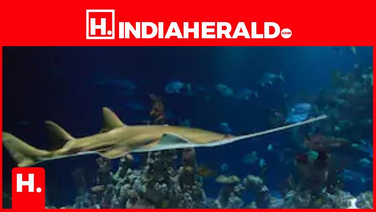 International Sawfish Day 2025 ..!