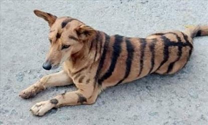 കർഷകന്റെ ഐഡിയയിൽ പട്ടി കടുവയായി: ഐഡിയ ഏറ്റെടുത്ത് മറ്റു കർഷകരും