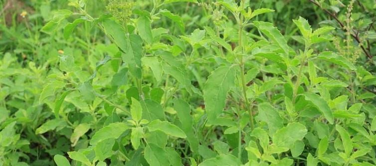 ఇంట్లో తులసి చెట్టు ఉండటం వల్ల కలిగే బెనిఫిట్స్ ఇవే.. ఈ విషయాలు మీకు తెలుసా?