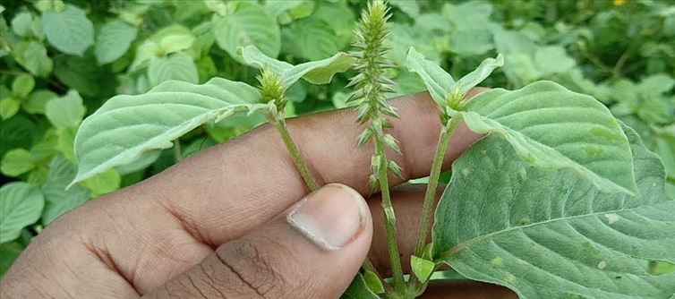 వైరల్ ఫీవర్ తగ్గడం లేదా అయితే ఈ చిట్కా మీకోసమే..?
