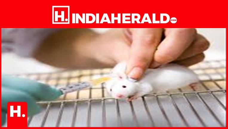 Why any experiment done on rats before doing it on humans?