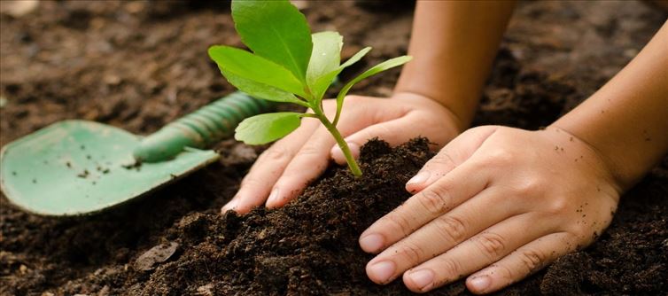 World Forest Day: Bring some greenery into your life!!!
