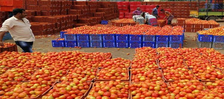 Tomato prices continue to rise..!? Housewives in Panic..?
