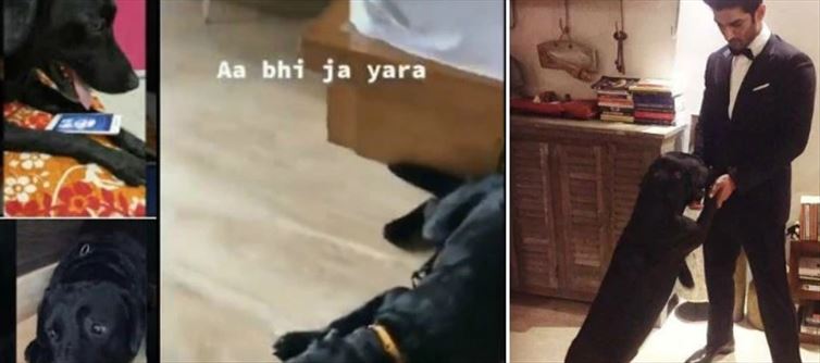 মালিককে দেখতে না পেয়ে মন খারাপ সুশান্তের প্রিয় 'ফাজ'-এর!