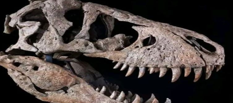 ఏంటి.. పుర్రె రూ. 162 కోట్లా వామ్మో?