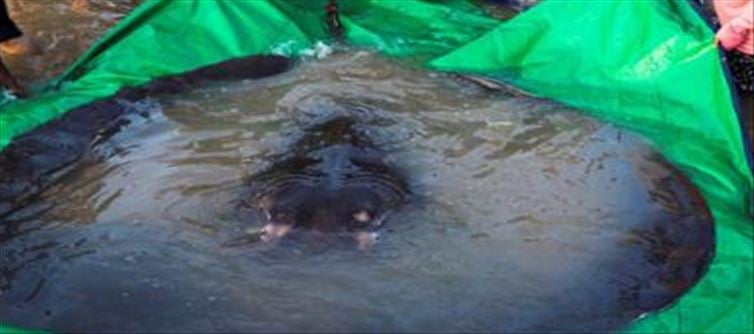 అతి పెద్ద మంచినీటి చేప.. ఎన్ని అడుగులు ఉందో తెలుసా?