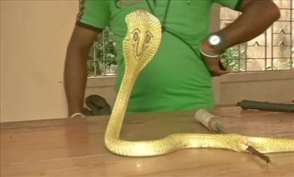 Three people of the same family died due to snake bite