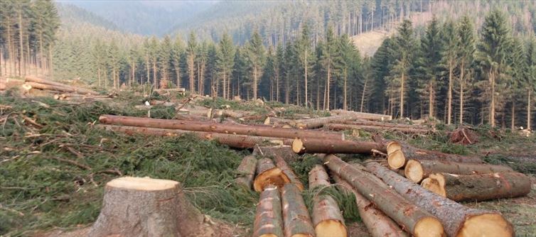 22000 Trees to be Cut for Bullet Train Project