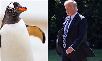 Photos of Donald Trump replaced with Penguins